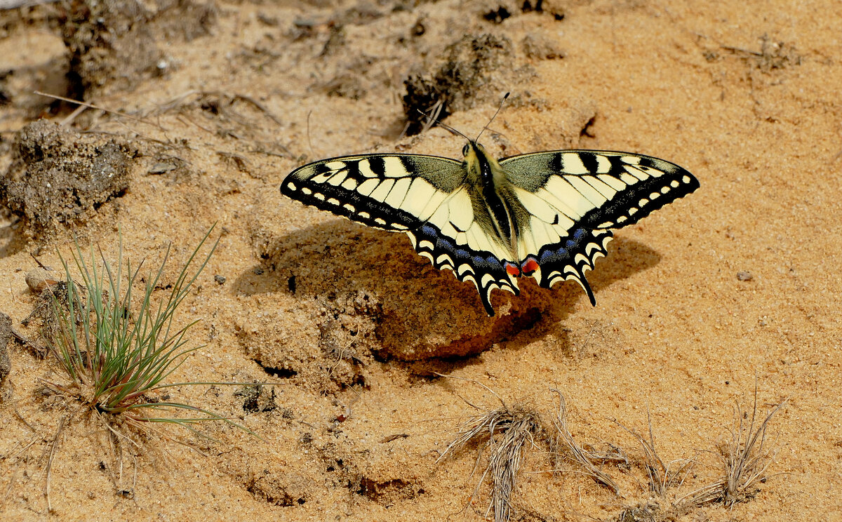 опять про бабочек...124 - Александр Прокудин