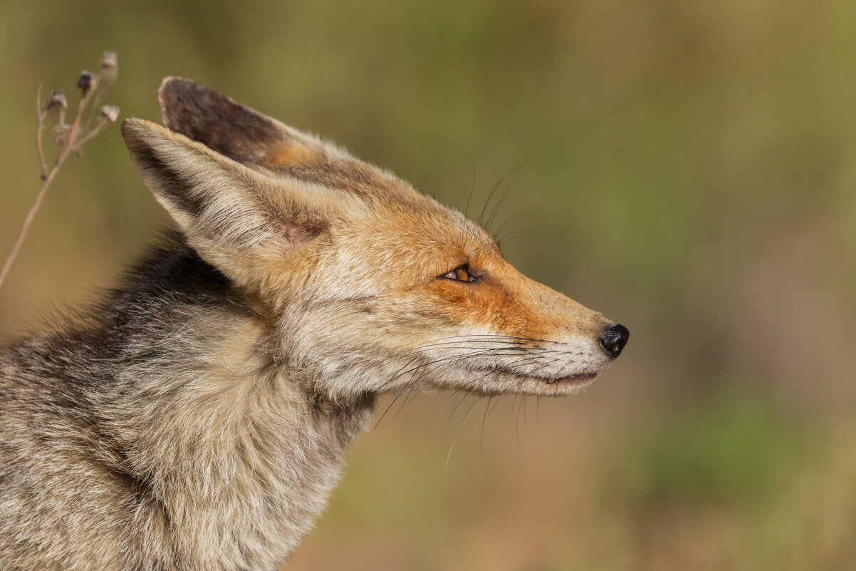 *** - Евгений Фруман