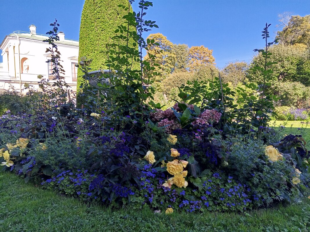 Осенние цветы - Сапсан 