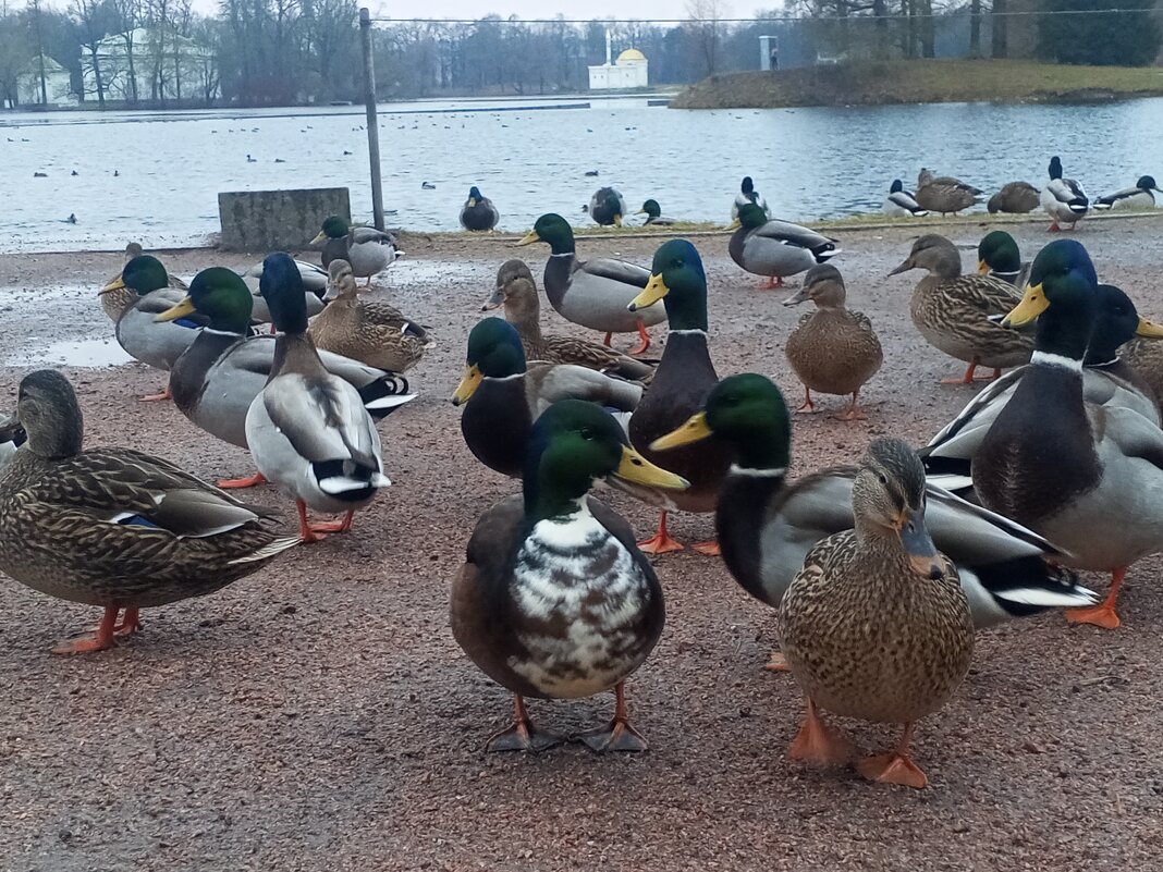 Утки - Сапсан 