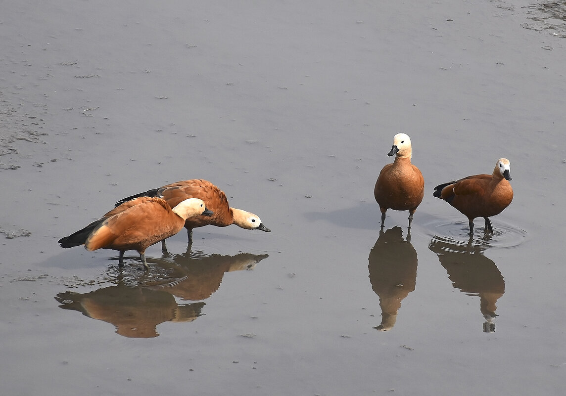 Здравствуйте, "Ваше высочество"! - Валентина Нефёдова Здравствуйте, "Ваше высочество"! - Валентина Нефёдова