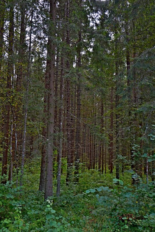 МИХАЙЛОВСКОЕ. - Виктор Осипчук