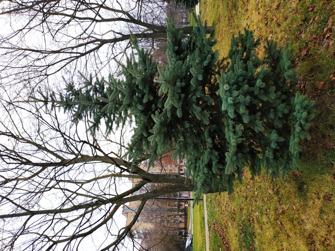 По всем приметам - начало московской зимы - Андрей Лукьянов По всем приметам - начало московской зимы - Андрей Лукьянов