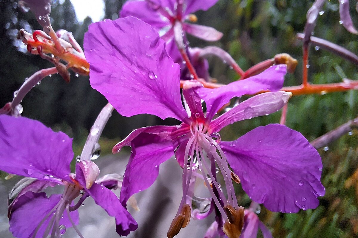 *** - Андрей Л. В.