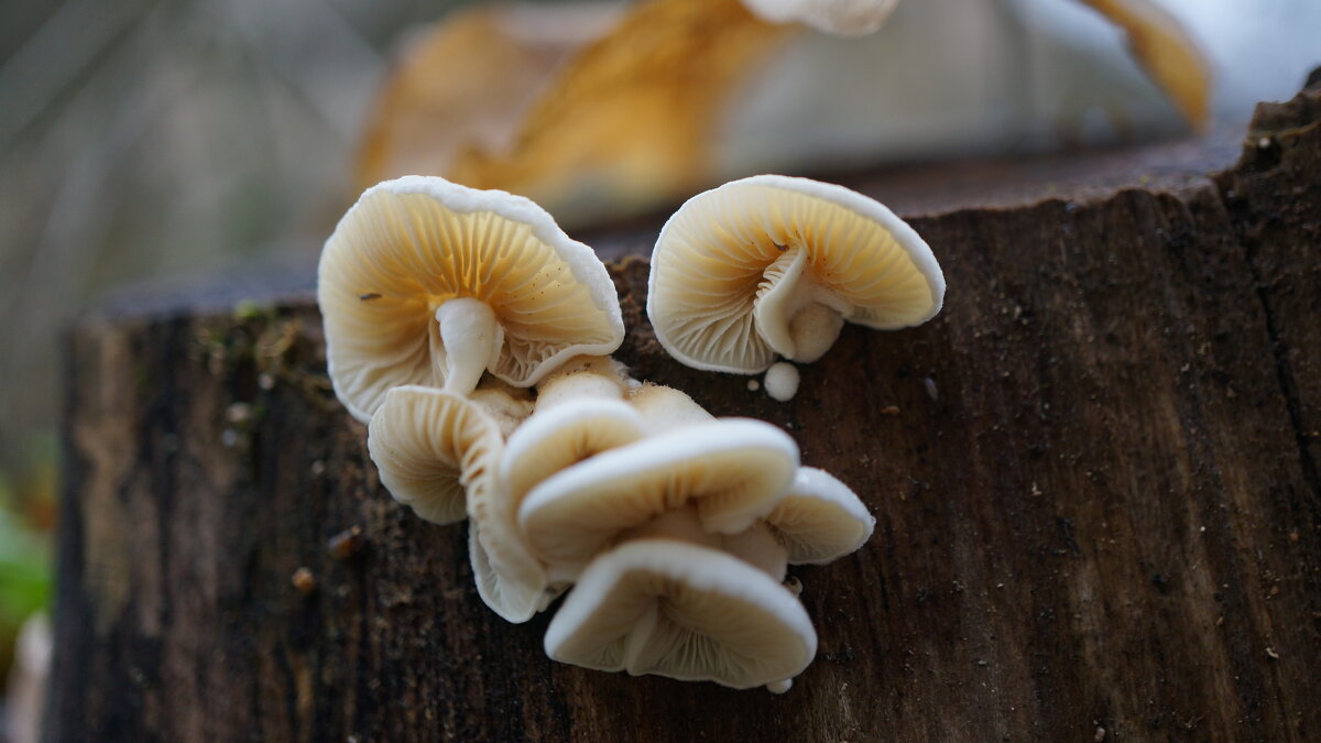 !!! - Вен Гъновски