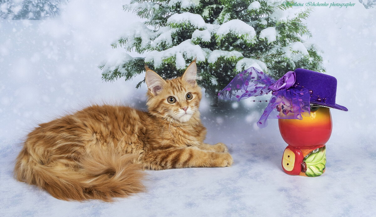 Крошка мейн-кун - Светлана Ищенко