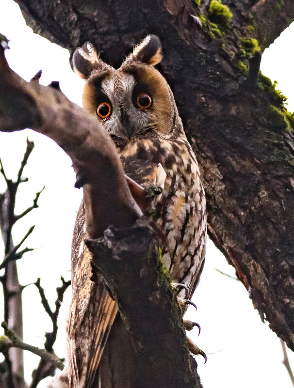 Глаза и когти. - Владимир Безбородов