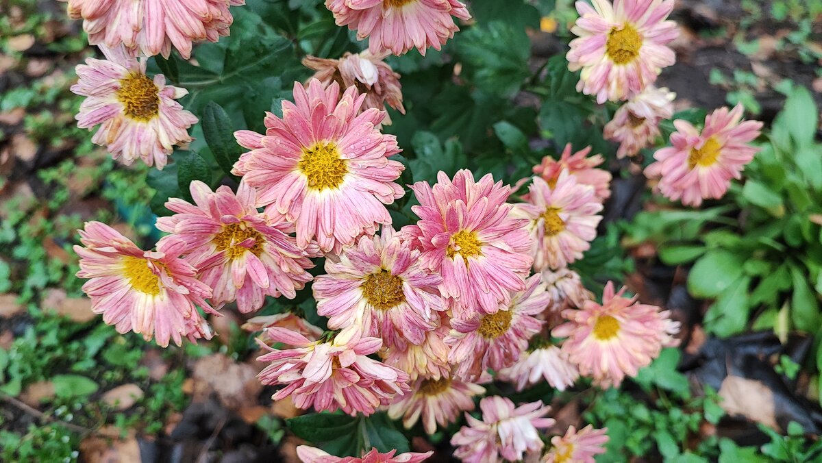 ,,, - Сергей Тимоновский