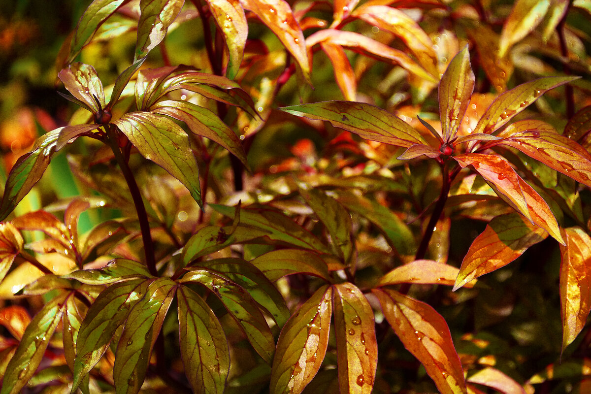 Листья пионов - Александр Лычагин