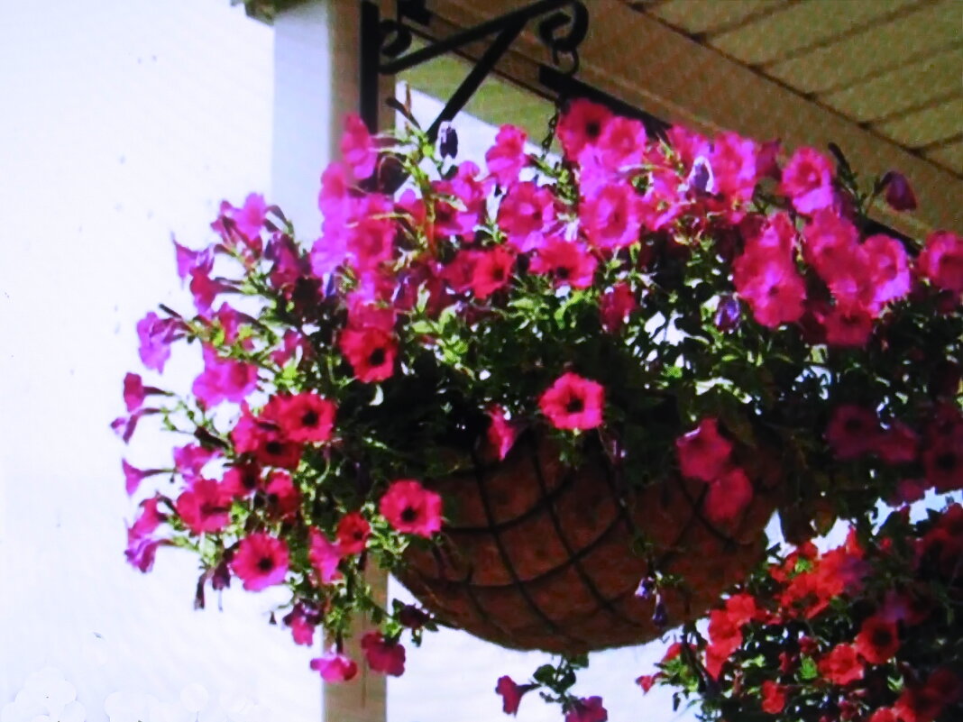 Красота в беседке - Людмила Смородинская