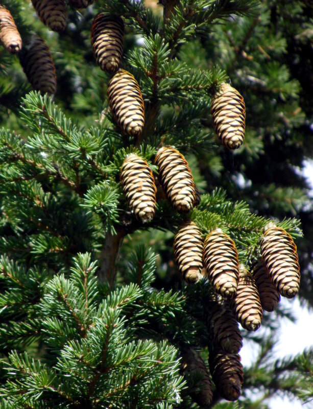 Ёлка нарядилась. - nadyasilyuk Вознюк