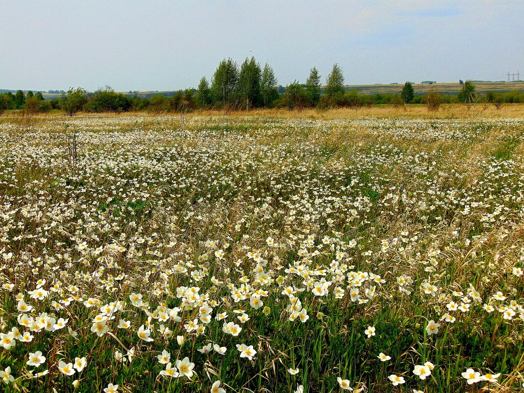 Лето в Сибири. - nadyasilyuk Вознюк