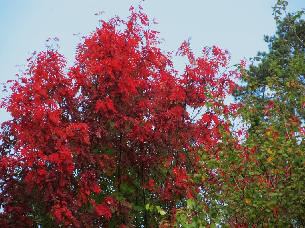 так начиналась осень - Елена Шаламова так начиналась осень - Елена Шаламова