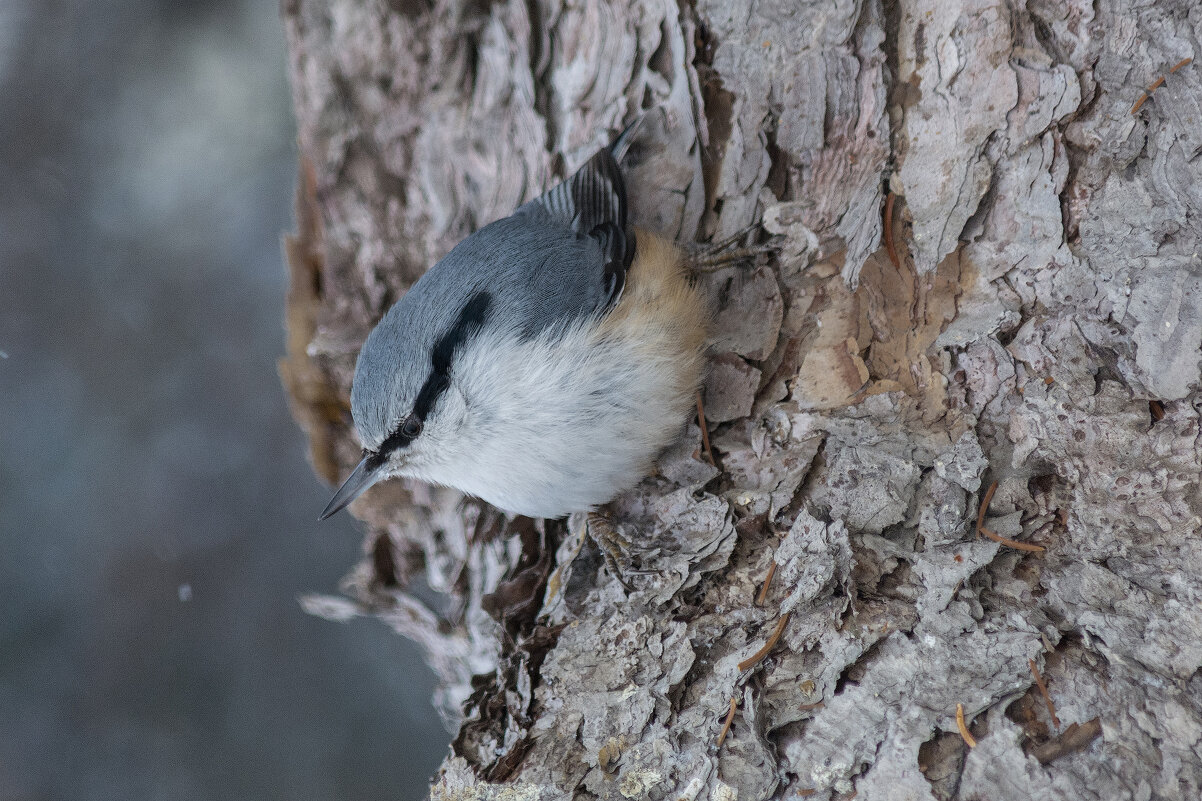 Поползень - Виктор Иванович Чернюк