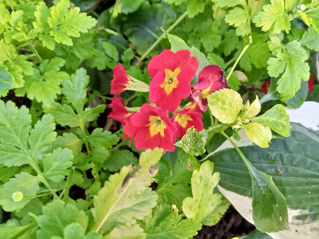 Примула - Сапсан 