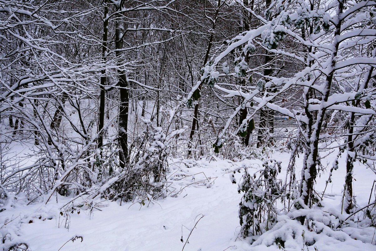 Снежный ноябрь - Рита Симонова