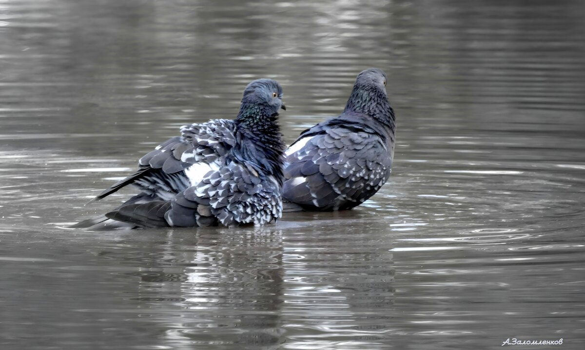 А вы с утра принимаете бодрящие водные процедуры? :-) - Андрей Заломленков
