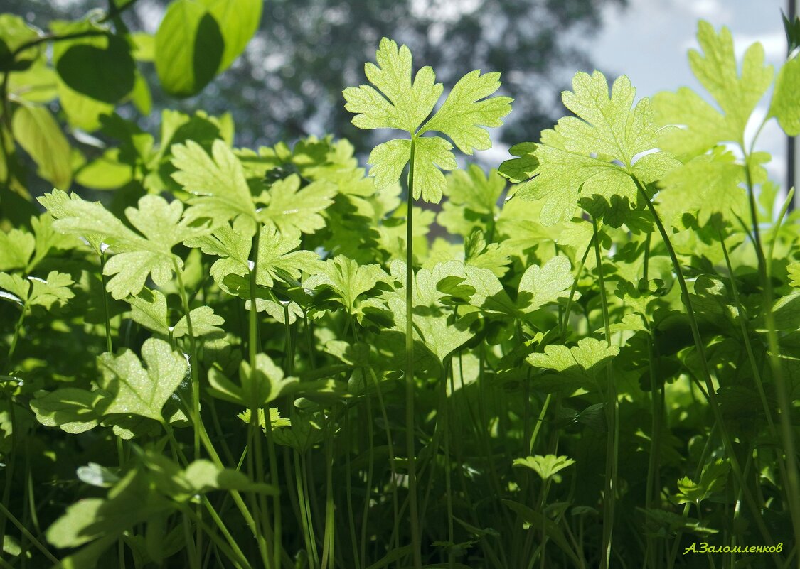 Огородик на подоконнике у вас тоже имеется? :-) - Андрей Заломленков