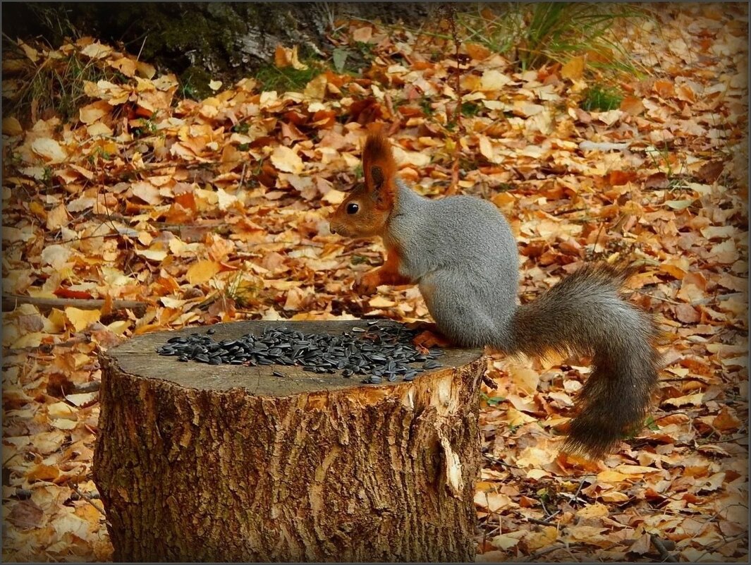 Белка песен не поёт, только семечки грызёт... - Валентина Надсон