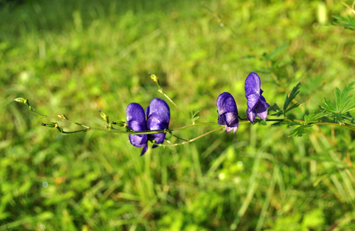 Жизнь хрупка .. - AleksSPb Лесниченко