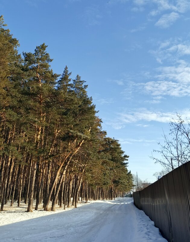 Вдоль по тропе  "Здоровья ". 1 декабря . - Мила Бовкун