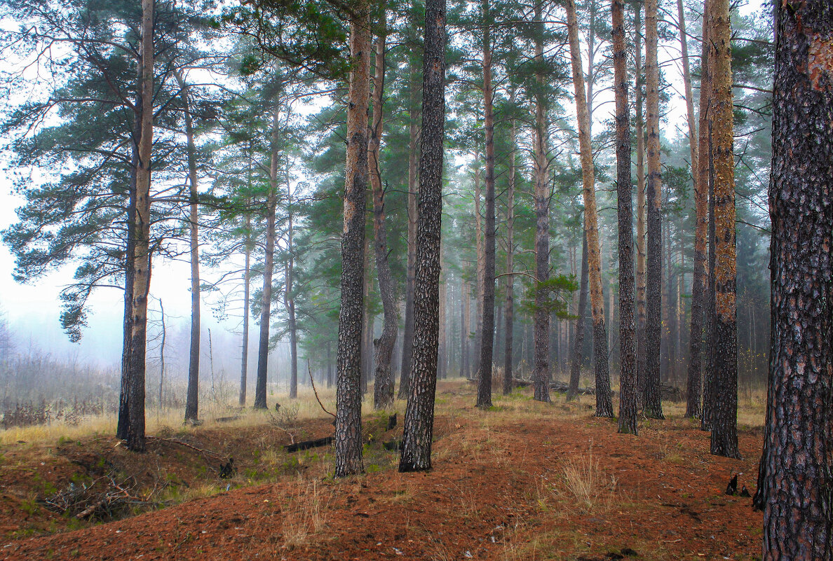 сосновый бор - Владимир Зеленцов