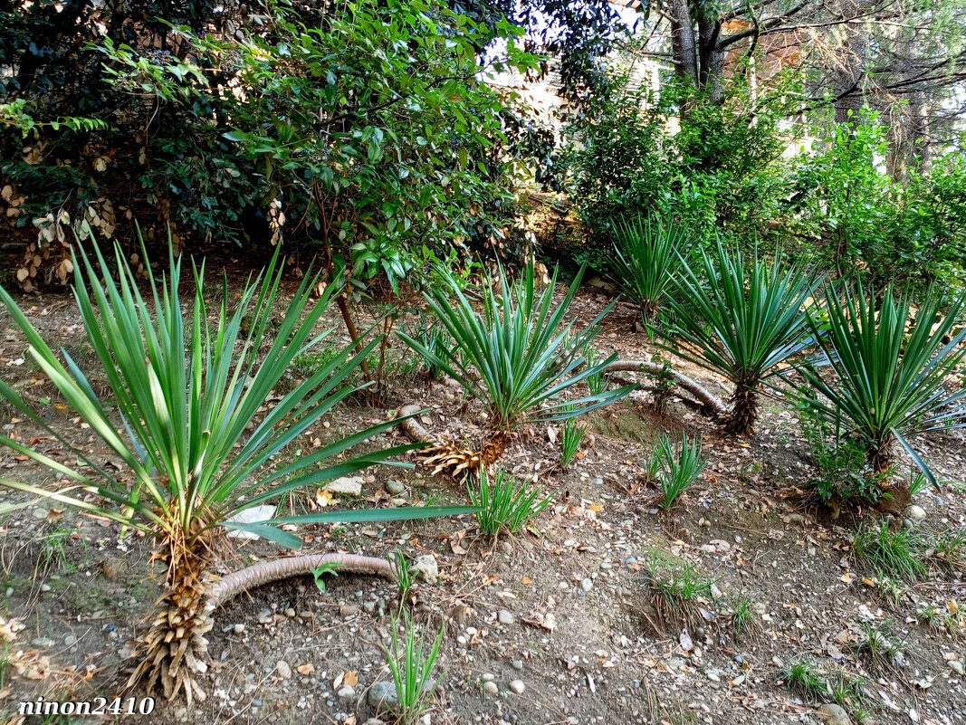 Адлер. Пансионат "Орбита" - Нина Бутко