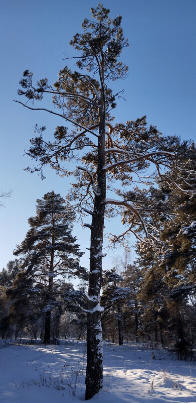 Утро - Радмир Арсеньев