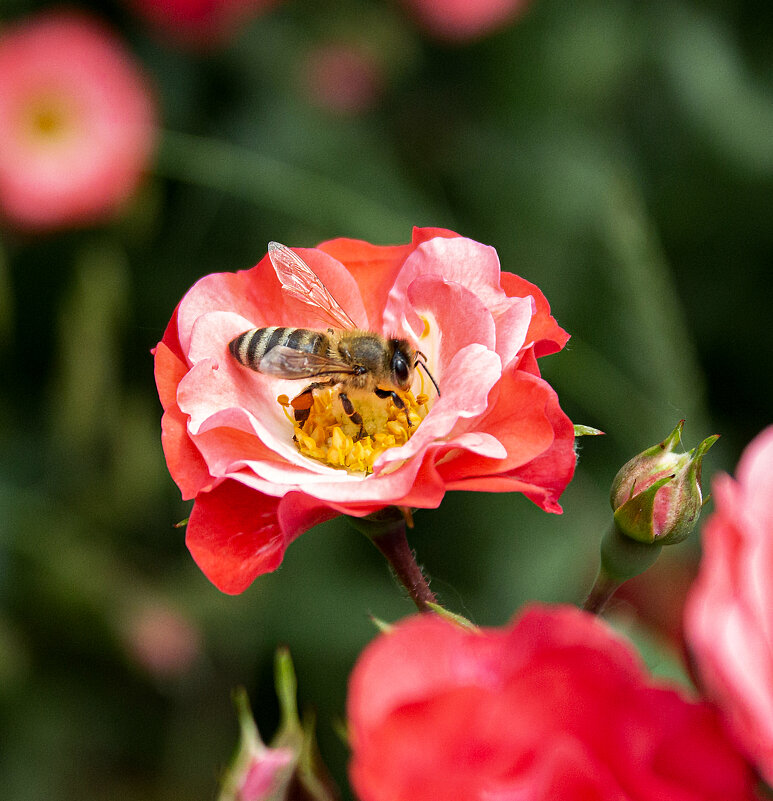 *** - Александр 