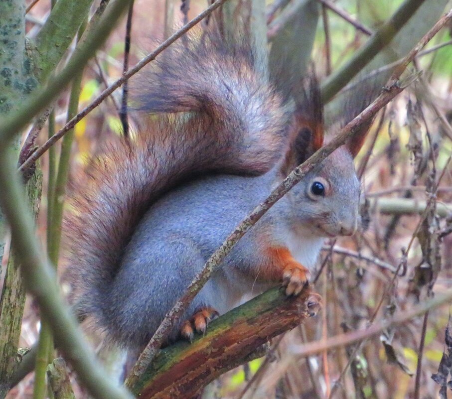 Белочка - Андрей Снегерёв