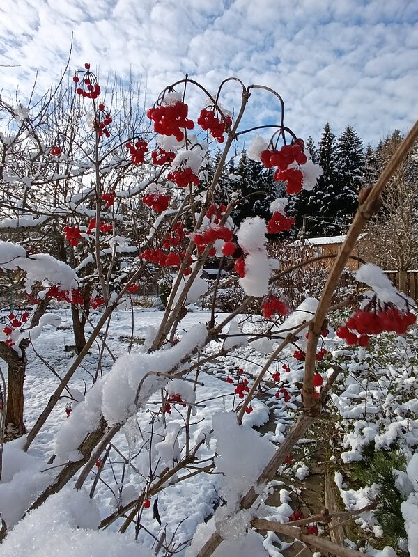 внезапный снегопад - tatiana 