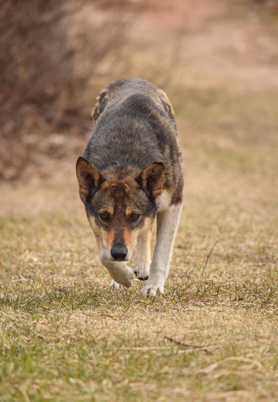 Осторожный пёс - Оксана Льдинина 