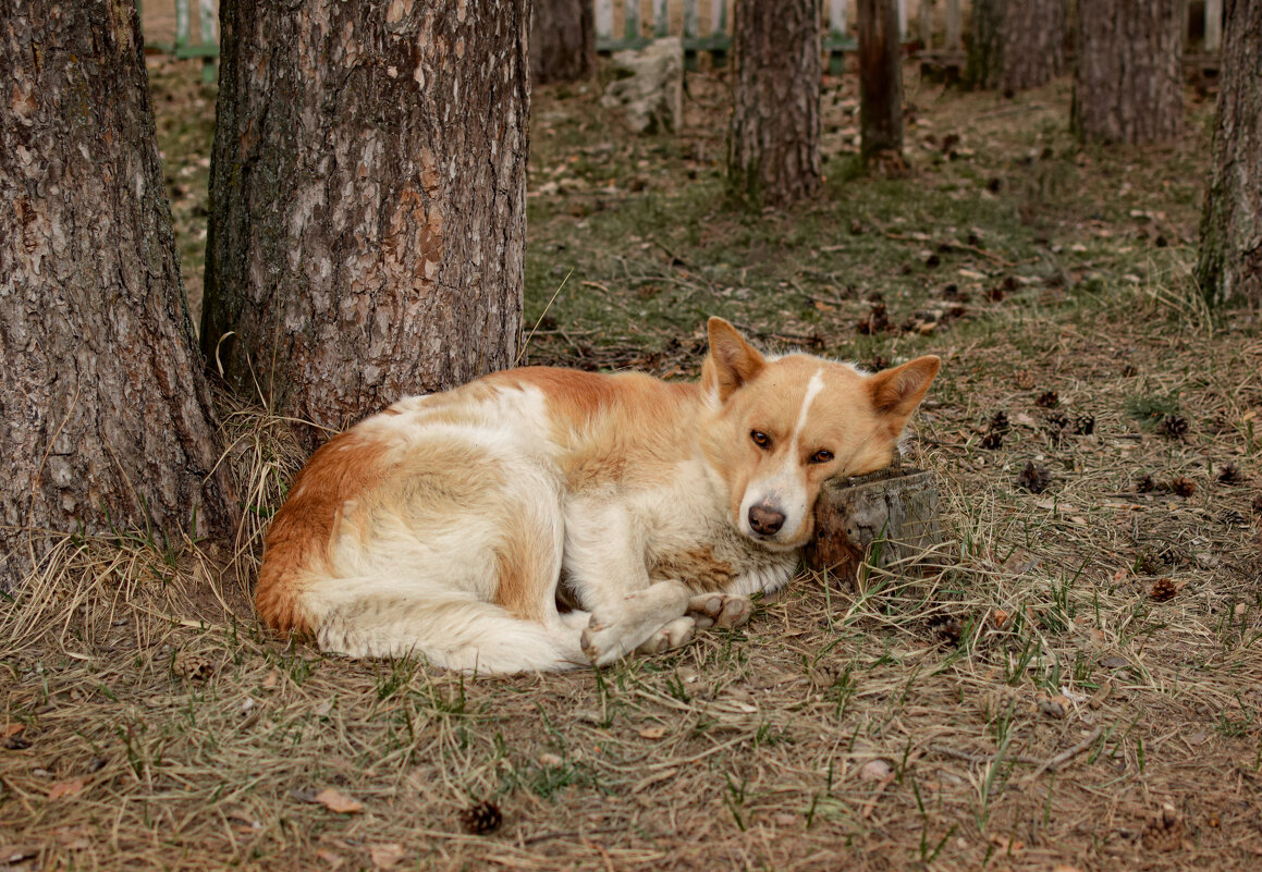 Жизнь на улице - Оксана Льдинина Жизнь на улице - Оксана Льдинина
