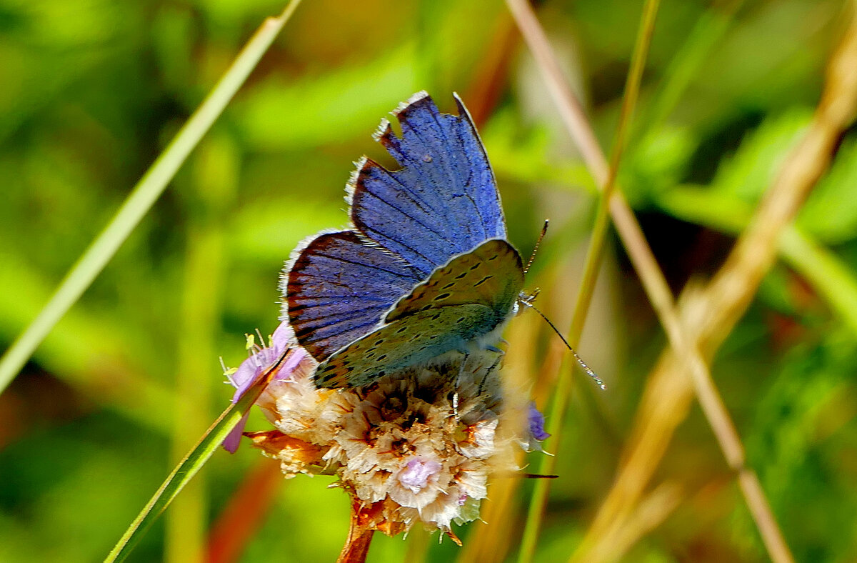 опять про бабочек...126 - Александр Прокудин