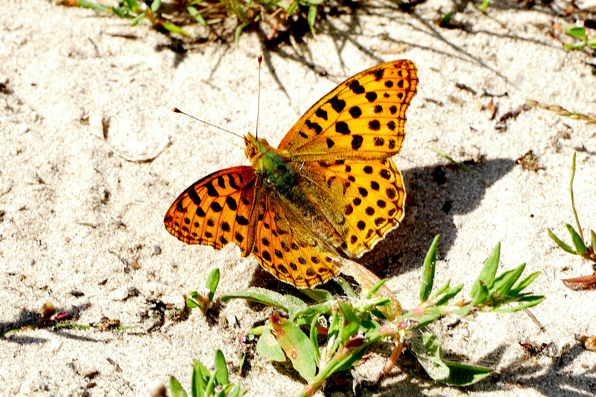 опять про бабочек...128 - Александр Прокудин