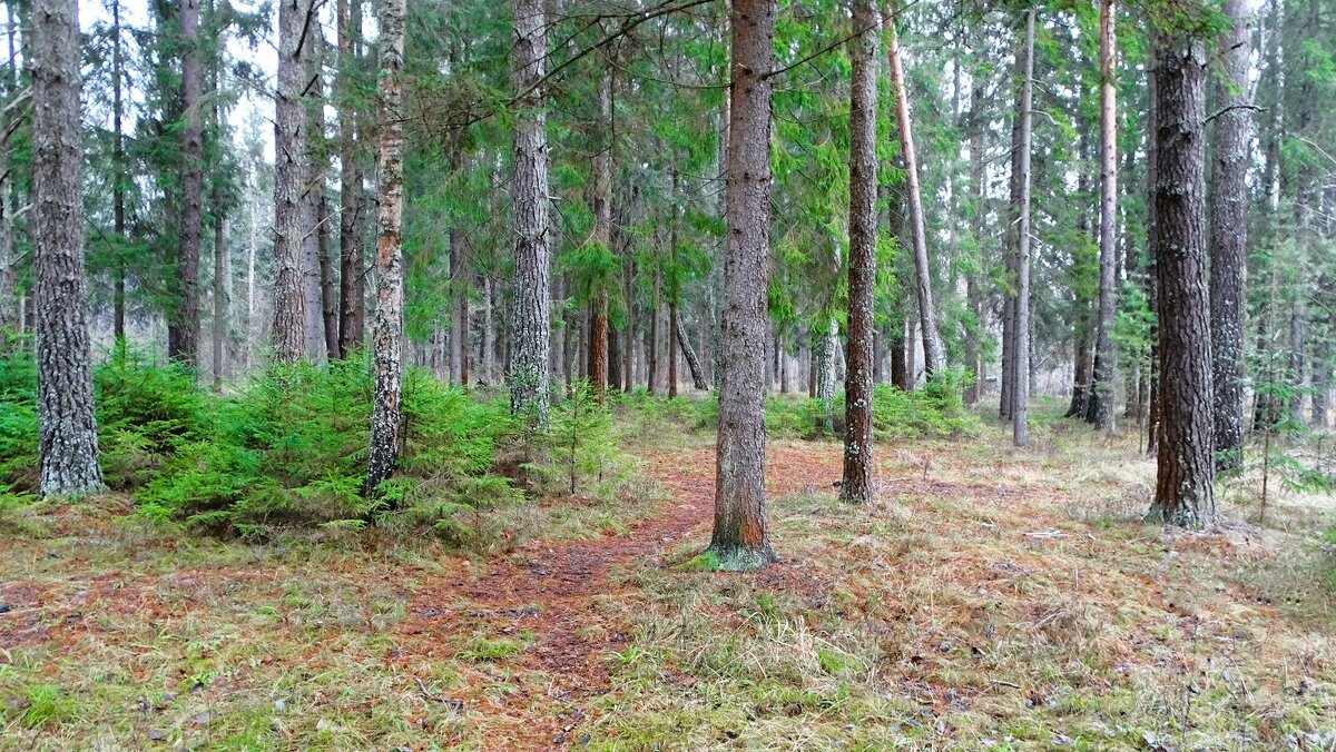 Таким был первый день нынешней зимы. - Милешкин Владимир Алексеевич 