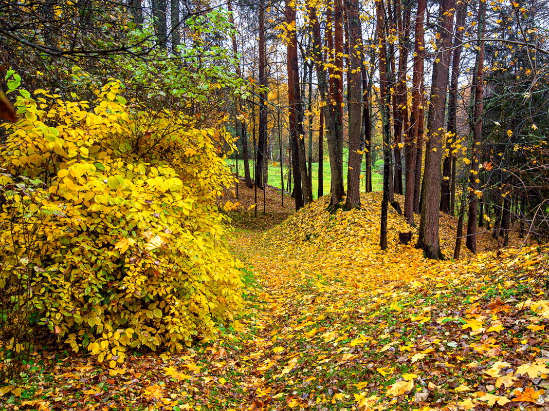 Парк музея-заповедника «Щелыково». - Ольга Довженко