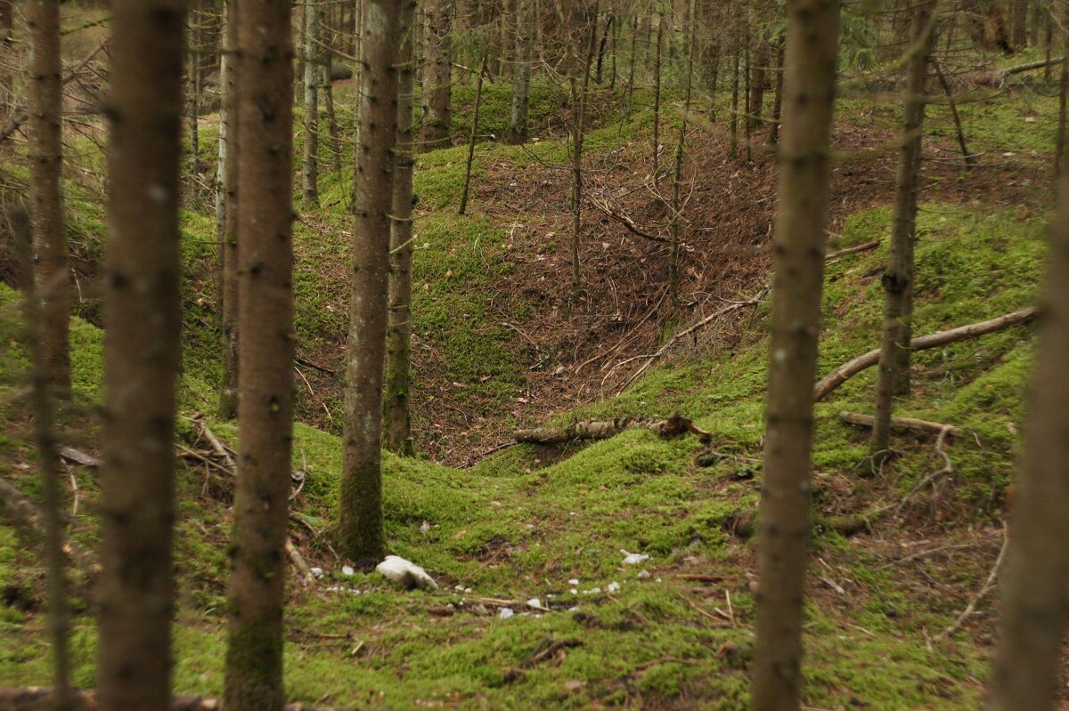 Лес - fogmeadowww m