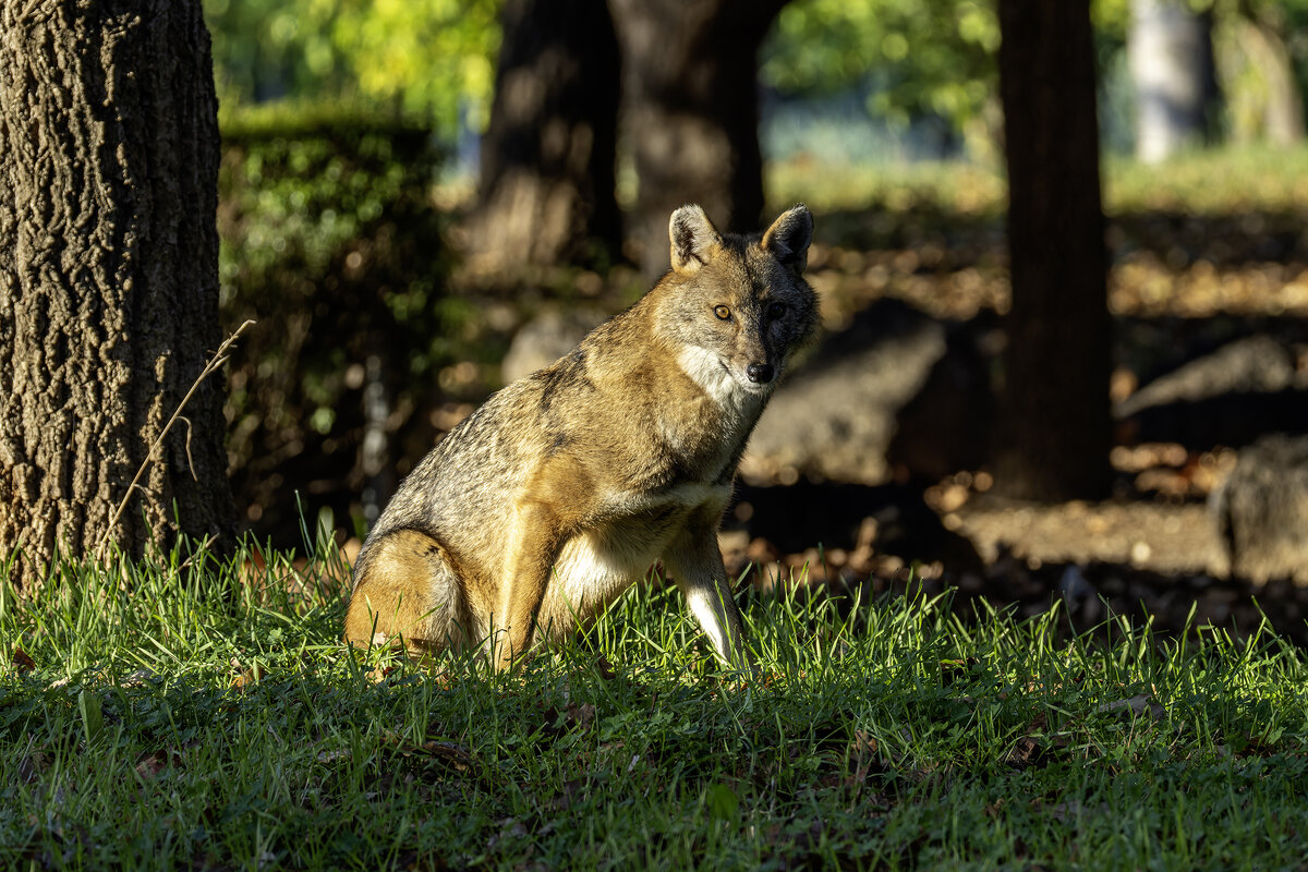Золотистый шакал. - Alexander Amromin