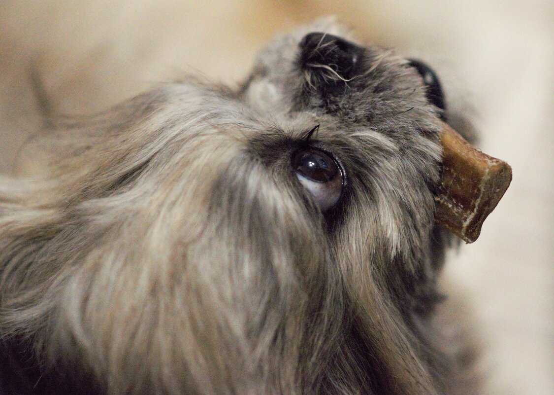 Лола! - Юрий Полторыхин.