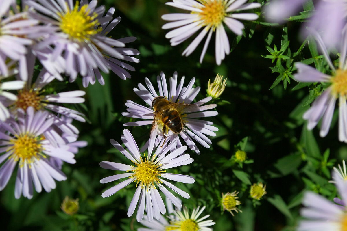 Пчела - Александр Лычагин Пчела - Александр Лычагин