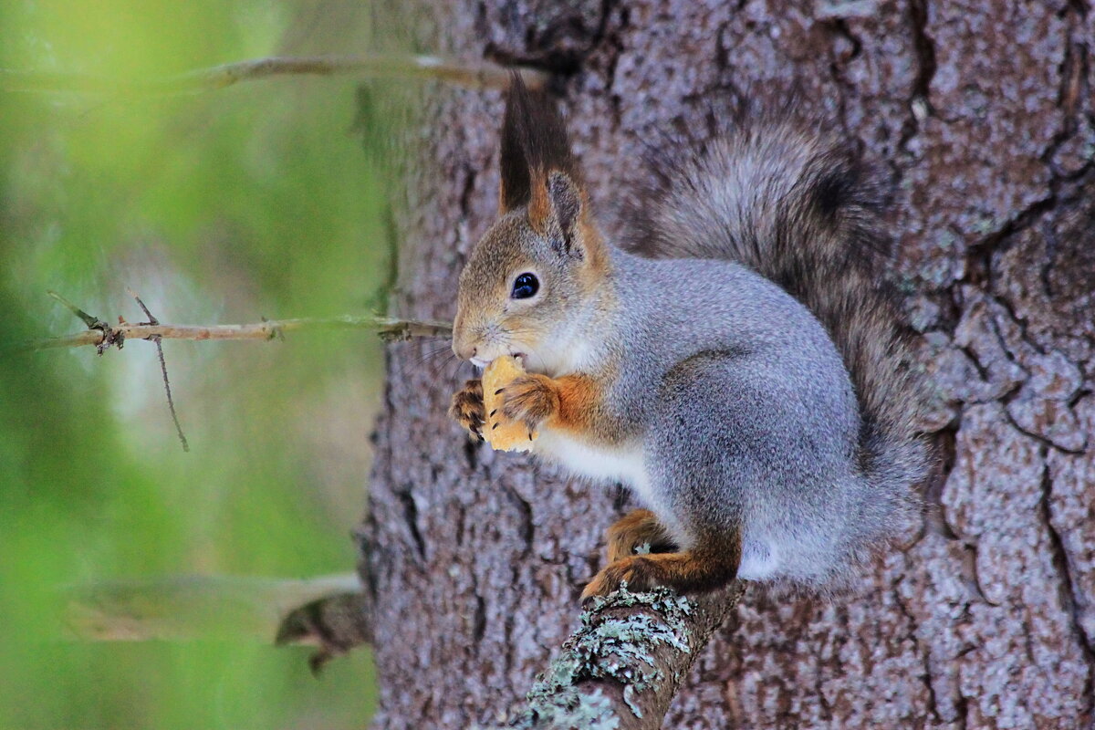 Белка на дереве - Александр Щеклеин Белка на дереве - Александр Щеклеин