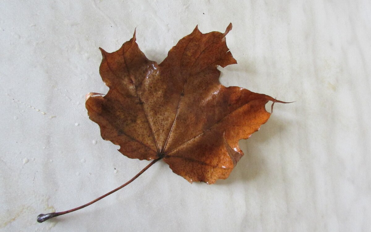 Ещё раз лист - Н.Н. Баранова