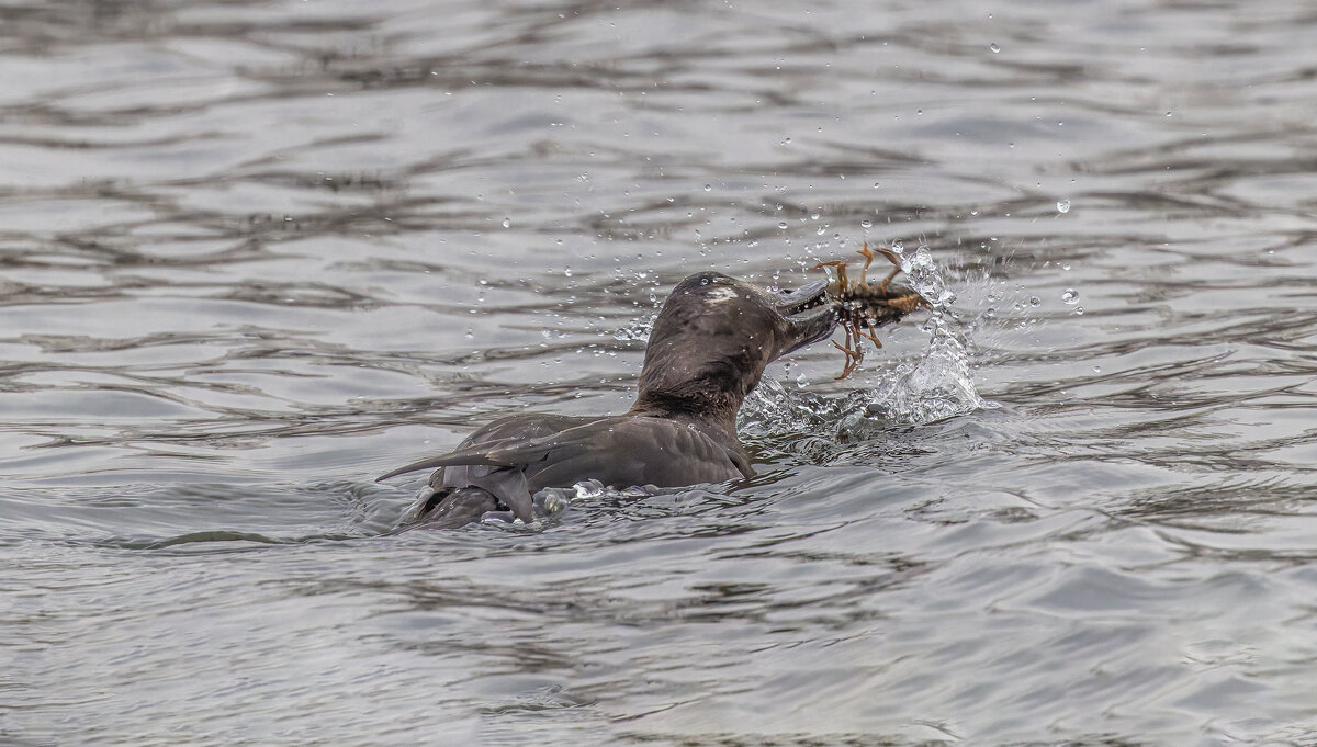 турпан. - юрий макаров
