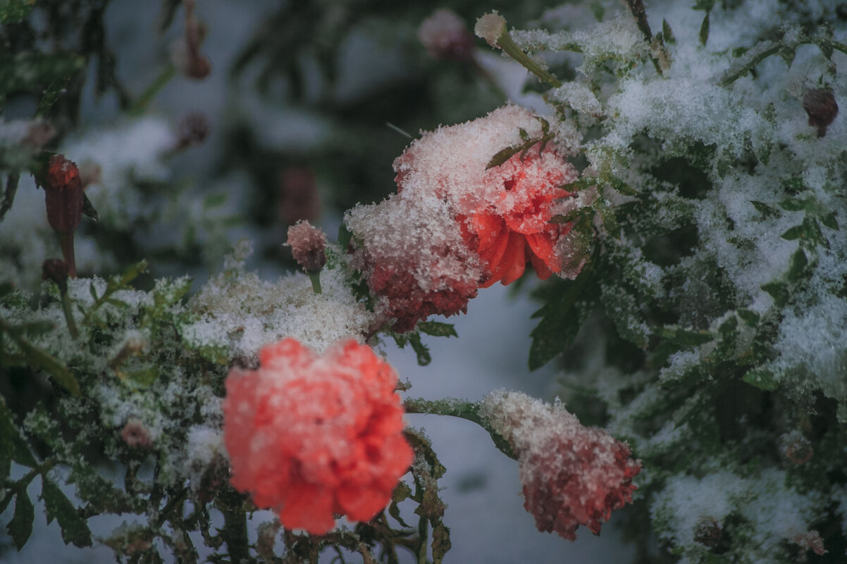 ЦВЕТЫ - Первый СНЕГ - Владимир Максимов