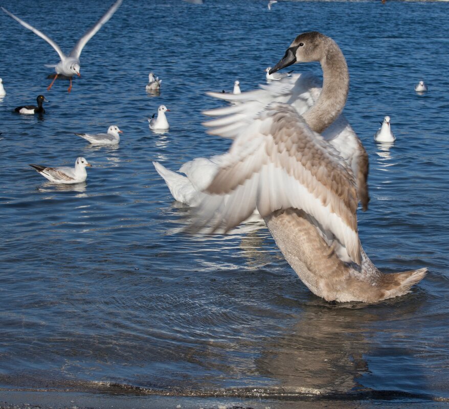 Приветствую вас, друзья! - Светлана Тихонина
