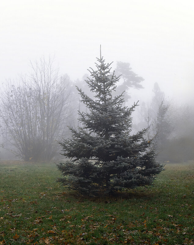 В лесу родилась ЁЛОЧКА... - Игорь Протасов