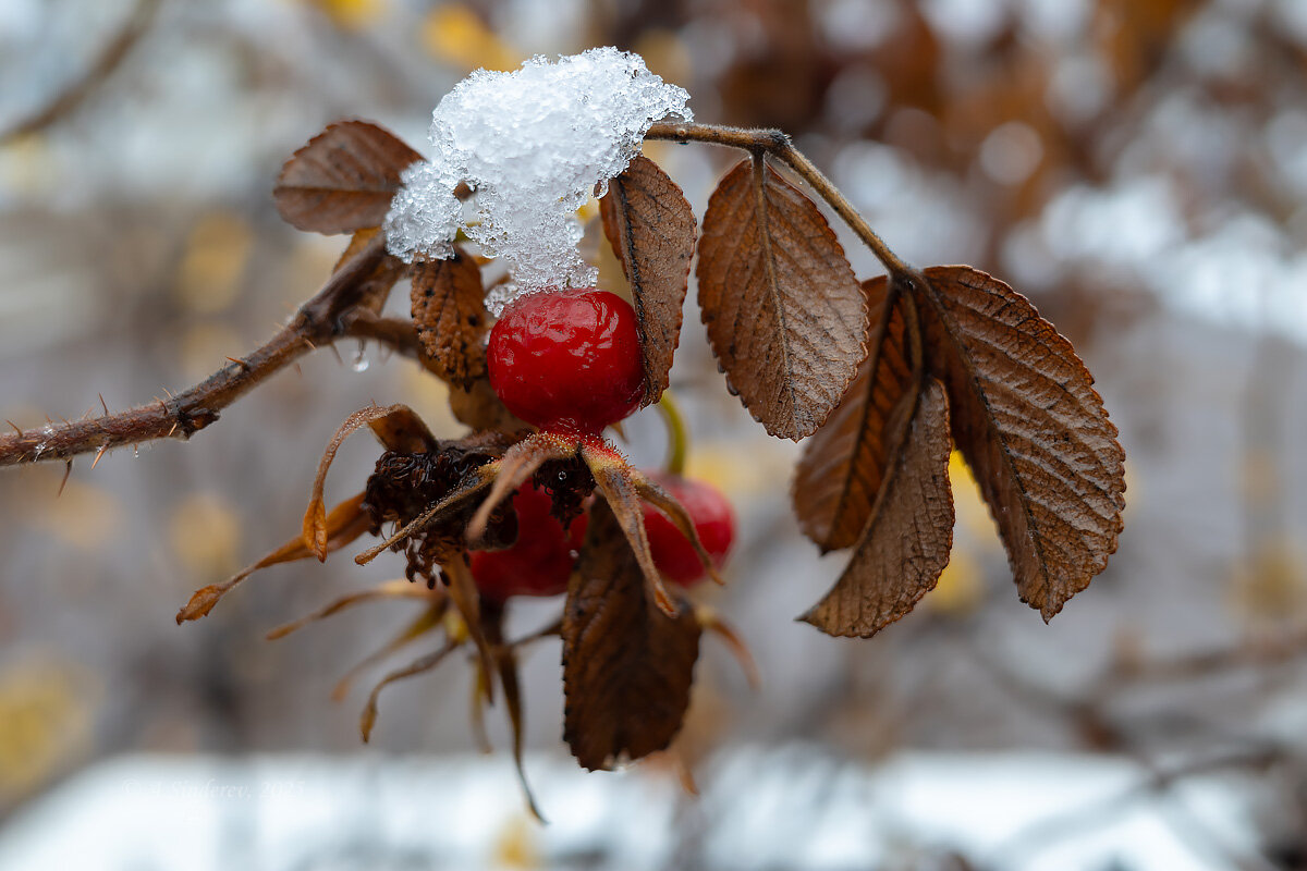 Снег на ветке шиповника - Александр Синдерёв