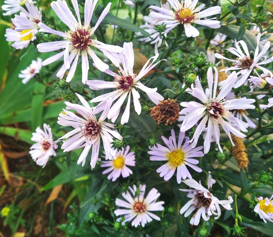 ***** - Елена Семигина