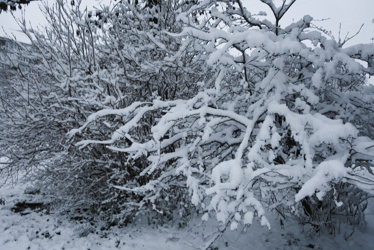 Снежный ноябрь - Рита Симонова